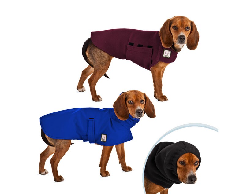 beagle raincoat