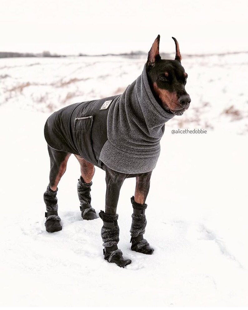 DOBERMAN PINSCHER Winter Dog Coat Winter Jacket Waterproof Etsy France