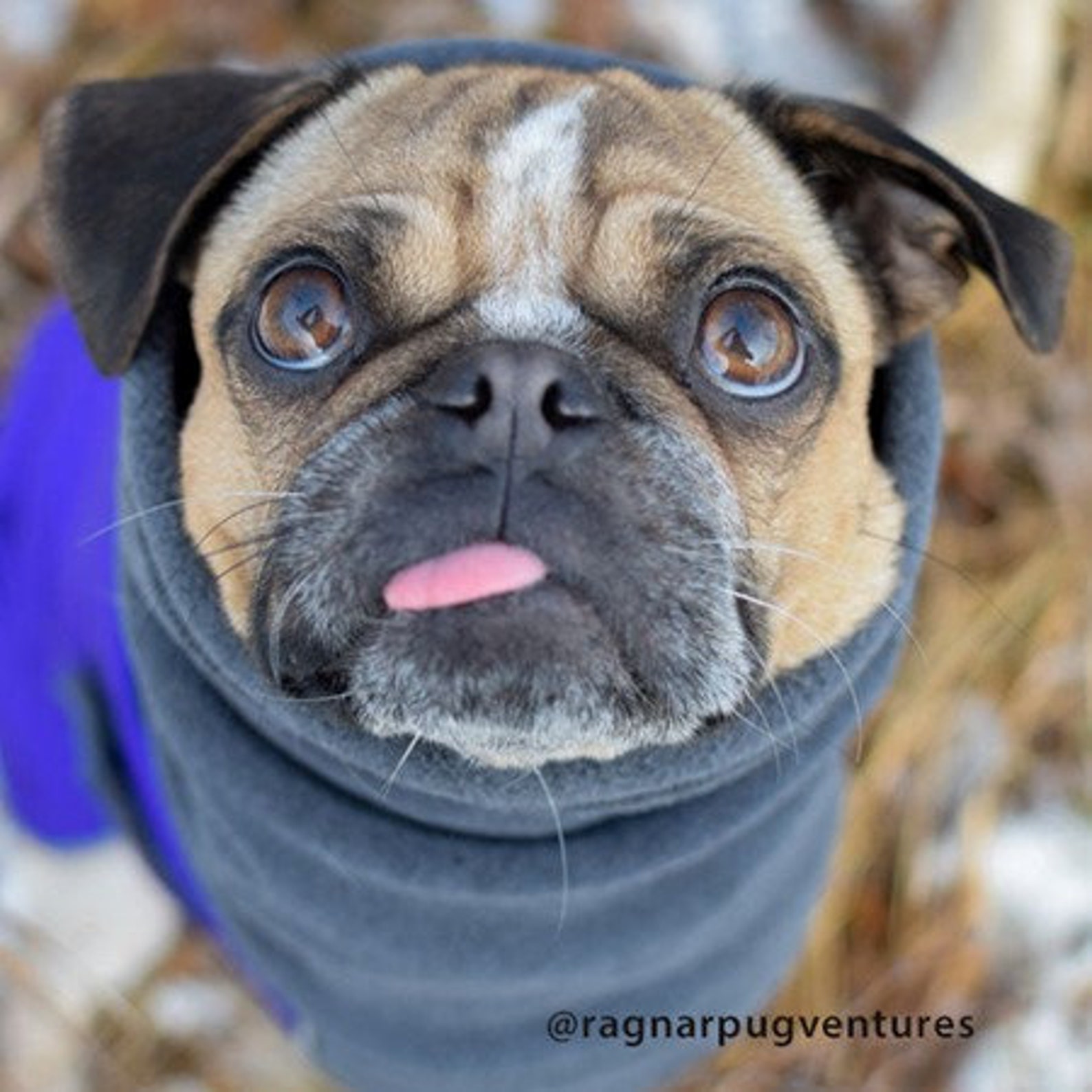 PUG Winter Dog Coat Winter Coat Dog Clothing Pug Clothes Etsy