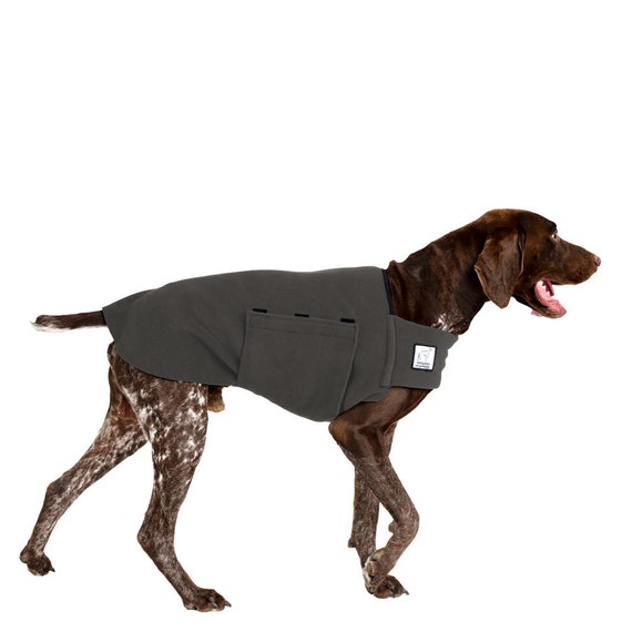 german shorthaired pointer collar