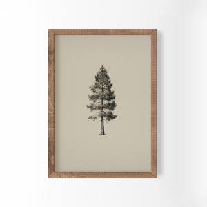 Vintage Pine Tree Print | Botanical Evergreen Illustration | Antique Style Tree Sketch | Woodland Wall Art