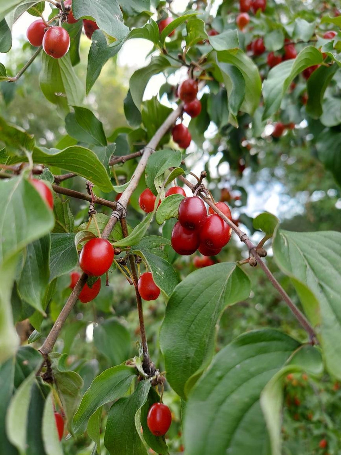 u 26 cornus mas u 26 cornus mas
