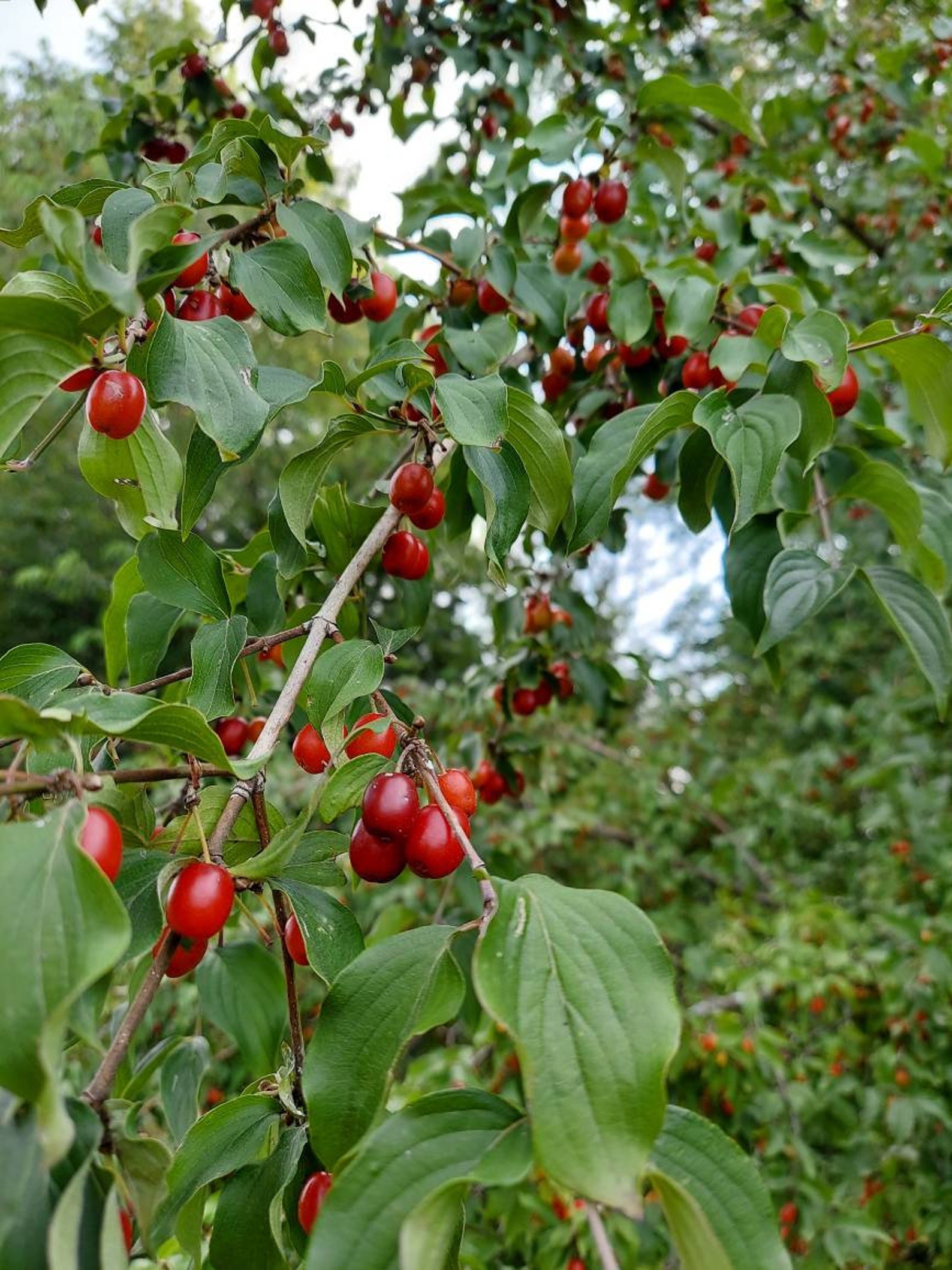 u 26 cornus mas u 26 cornus mas
