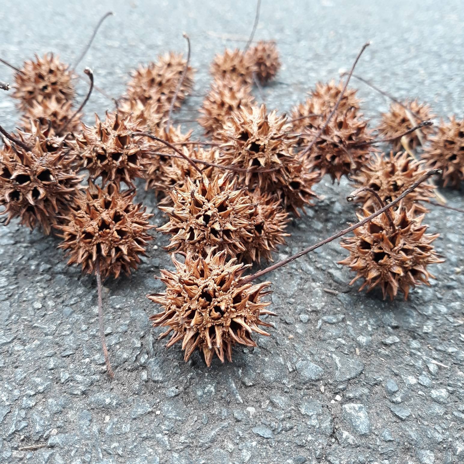 Tree With Spiky Balls Nz Wretched Logbook Image Library 