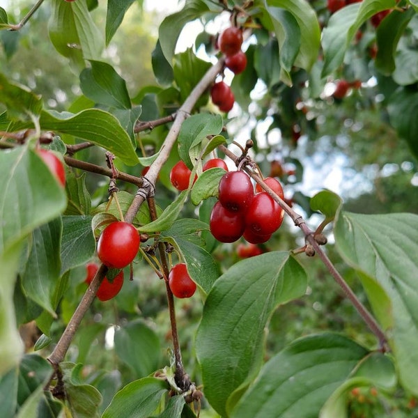 100 Cornelian Cherry Tree Seeds, Cornus Mas, Edible Cornelian Cherry Dogwood Seeds - 100 seeds