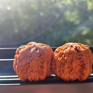 Puede incluir: Se muestran dos nueces marrones con superficies texturizadas. Las nueces están colocadas una al lado de la otra, mostrando sus intrincadas formas orgánicas. El fondo está borroso, con toques de follaje verde y luz solar.