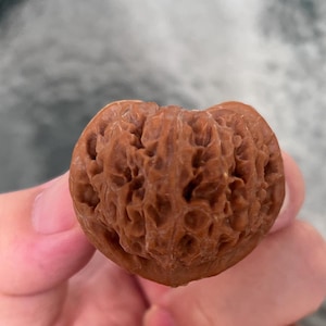 May include: A single brown walnut shell with a deeply textured, wrinkled surface and a distinct heart-shaped silhouette. The shell features a complex network of ridges and deep crevices, showcasing the natural organic pattern of the nut exterior.