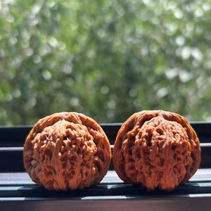 Puede incluir: Dos nueces enteras con cáscaras leñosas, marrones y profundamente texturizadas. Las nueces están colocadas una al lado de la otra, mostrando sus patrones de superficie intrincados, irregulares y rugosos. Las cáscaras tienen un acabado mate.