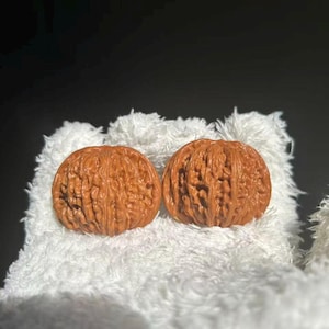 May include: Two brown walnut-shaped objects sit on a white, fluffy surface. The objects have a detailed, textured surface, and are a warm, natural brown colour. The background is dark, creating a contrast with the objects.