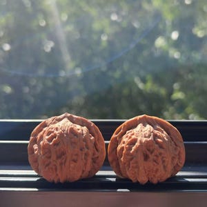 Puede incluir: Dos nueces enteras con cáscaras marrones, texturizadas y profundamente surcadas. Las nueces están colocadas una al lado de la otra, mostrando sus superficies exteriores naturales, irregulares y rugosas con una costura central en cada nuez.