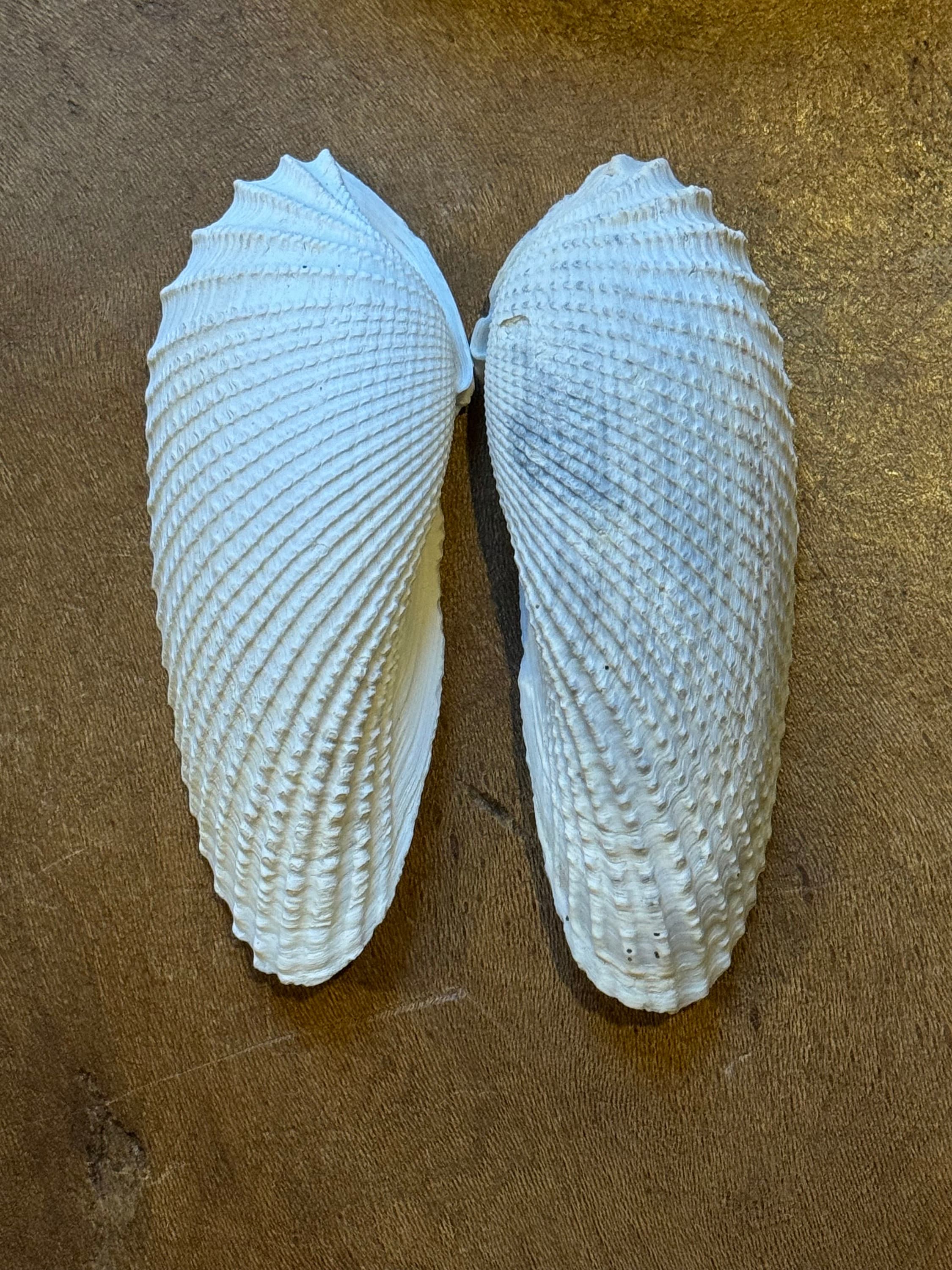 Beautiful Pair Vintage LG Angel Wings Seashells From Old 