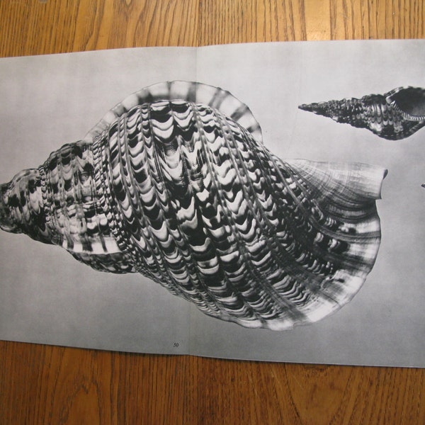 Sale HUGE vintage Pacific Triton Shell print, Black & White photographic image, detailed and timeless, More in shop