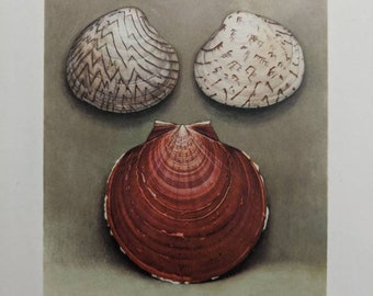 Plate X Liocanda 1945 Seashell bookplate Watercolor Soft  Detailed muted colors MORE in shop for pair trio gallery wall green ombre