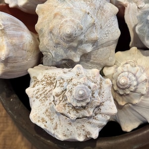 May include: A collection of seashells in a copper bowl. The shells are white with a light pink hue and have a spiral pattern.