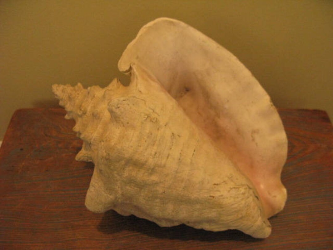 XL Vintage Queen Conch Retains Inside Pink Lustre & Intact Lip Channel ...