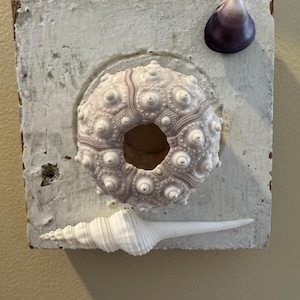 PAIR Sea House Sea Urchin Architectural Salvage Wall Decor Old Florida House Bullseye Juxtaposition Rustic, Delicate Seashell Beach Art