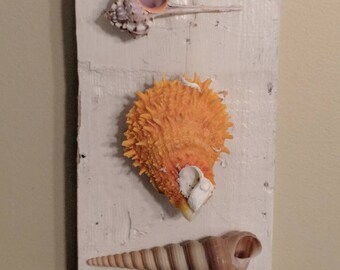 Shell Cottage II Vintage Beach Wall Art Spiny Oyster Auger  Seashell Display Original Painted  Architectural Salvage Browns Orange Tan Cream