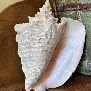 May include: A large, off-white conch shell with a textured, ridged exterior and a smooth, wide opening. The shell features a spiraled, pointed top and is suspended by a thick, brown, twisted rope cord attached to the apex of the spiral structure.