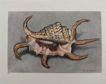 Plate XIV Spider Conch Shell 1945 Seashell bookplate Watercolor Soft  Detailed muted colors MORE in shop for pair gallery gray peach