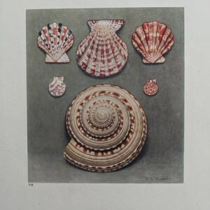 May include: A collection of six seashells with intricate patterns and colors. The shells are arranged on a gray background. The largest shell is a spiral shell with brown and white stripes. The other shells are scallop shells with pink, white, and black stripes.