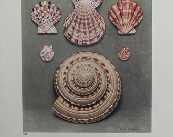 Pecten & Sun Dial Plate VII 1945 Seashell bookplate Watercolor Soft  Detailed muted colors MORE in shop for pair trio gallery wall