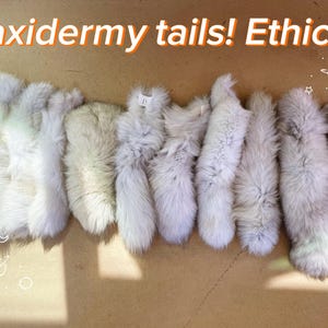 May include: A collection of eight fluffy, light-colored taxidermy tails arranged in a row. The text 'Taxidermy tails! Ethical' is printed in white with an orange outline at the top, accompanied by small white line-art drawings of stars and planets.