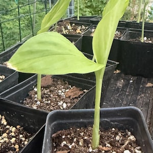 Puede incluir: Primer plano de jóvenes plantas de cúrcuma creciendo en macetas de plástico negro. Las plantas tienen hojas grandes de color verde claro y están situadas frente a un jardín con una valla blanca y follaje verde. El suelo es una mezcla de tierra oscura y pequeñas piedras.