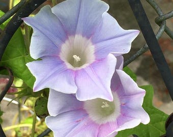 Kikyo Lavender Lime Sora - Japanese Morning Glory Seeds - ipomoea Nil