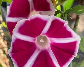 Yaguruma - Japanese Morning Glory Seeds - ipomoea Nil - Ornamental Windmill