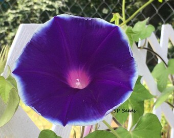 Semi Di Ipomoea Purpurea (Morning Glory) - 6 Semi, Raccoglibili In Giardino, Impollinazione Aperta, Shiva