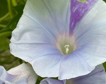 Lavender Blizzard - Japanese Morning Glory Seeds - ipomoea Nil