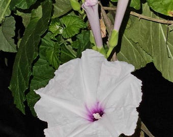 Macrorhiza Pink Moonvine Morning Glory Seeds - ipomoea - Perennial - moon flower vine