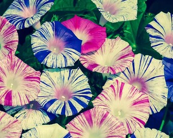 May include: Close-up of morning glory flowers in various colors. The flowers have white petals with blue and pink stripes, and some are solid pink or blue. The flowers are surrounded by green leaves.
