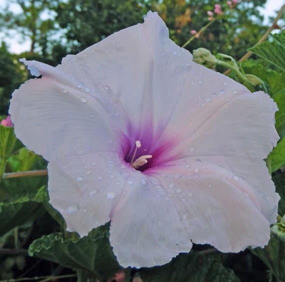 Macrorhiza Pink Moonvine Morning Glory Seeds - Ipomoea - Perennial