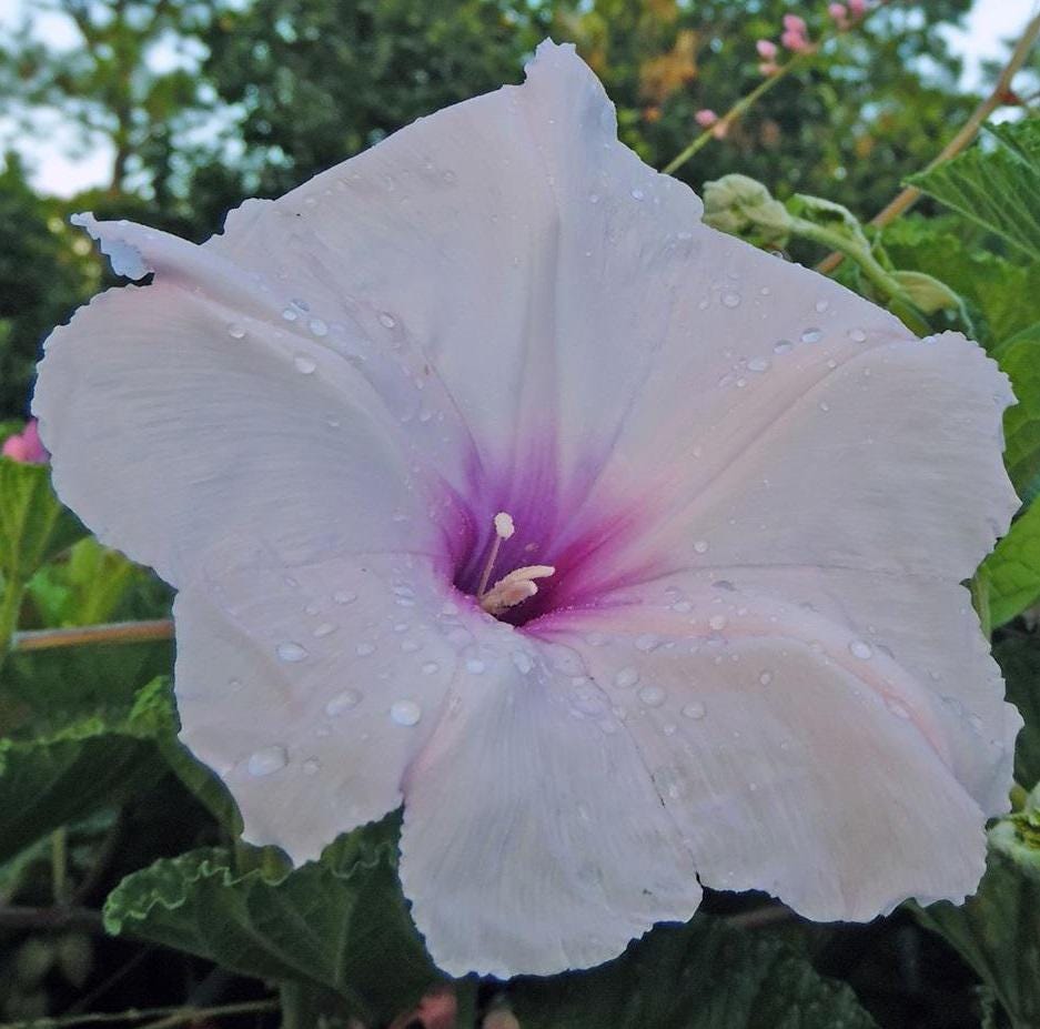 Macrorhiza Pink Moonvine Morning Glory Seeds - Ipomoea - Perennial