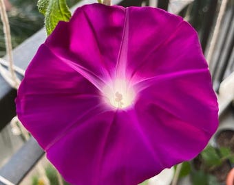 Tatsuki - Japanese Morning Glory Seeds - ipomoea Nil