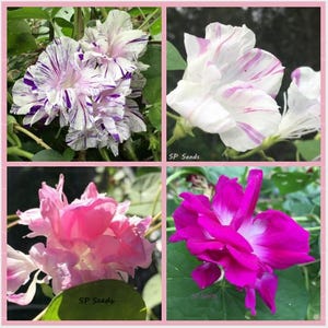 May include: A collage of four images showcasing various morning glory flowers. The flowers display a range of colors, including white with purple streaks, pink, and deep magenta. The text "SP Seeds" is visible on some images.