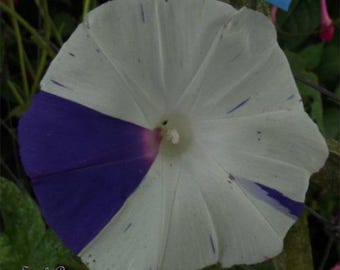 Matsushima - Japanese Morning Glory Seeds - ipomoea Nil