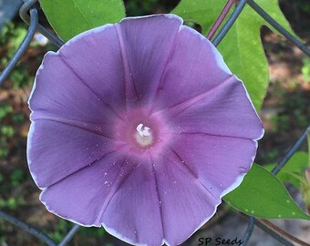Gray Queen - Japanese Morning Glory Seeds - ipomoea Nil