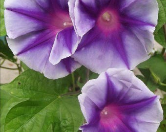 Purple Stars - Japanese Morning Glory Seeds - ipomoea Nil - WOW!