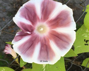 Chocolate Blizzard Japanese Morning Glory Seeds - ipomoea Nil