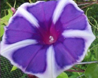 Japanese Morning Glory Mix - 10 Seeds - ipomoea Nil Assorted Colors