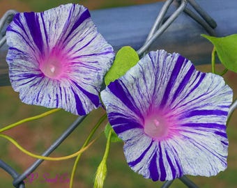 Aomurasakizyouhantenshibori Morning Glory Seeds - ipomoea purpurea - Blue Flaked