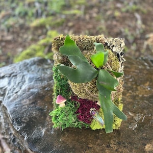 Enchanted Forest Wall Art – Mounted Staghorn Fern Botanical Frame - UNIQUE/HANDMADE