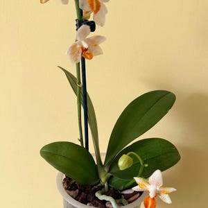 May include: A Phalaenopsis orchid plant in a clear plastic pot with dark green leaves and white flowers featuring orange spots and centres. The plant is supported by a thin black stake and contains visible roots in the potting medium.