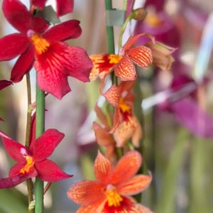 May include: A cluster of vibrant orchids featuring deep red petals with yellow centres and orange-toned blossoms with intricate red striping. The flowers are supported by thin green stems, showcasing a variety of warm colours and delicate textures.