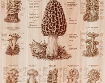 May include: A wooden wall art print featuring detailed botanical illustrations of various mushrooms including Morel, Chicken of the Woods, and Golden Chanterelle. Each mushroom is labeled with scientific names, habitat, and anatomical descriptions.