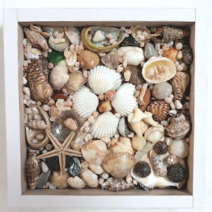 May include: A square, white-framed shadow box filled with a variety of seashells, small pebbles, and a starfish. The shells are in shades of white, tan, and brown, creating a textured, coastal-themed display.
