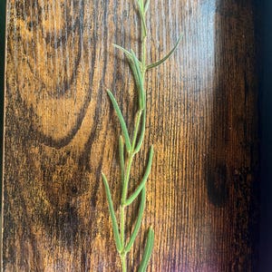 Hoya Linearis- Cuttings