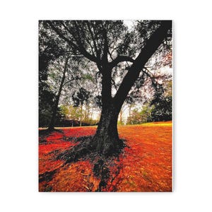 McNeil, MS Walking Track. Autumn Tree Canvas Wall Art, Fall Decor, Nature Print, Living Room Wall Art, Seasonal Artwork